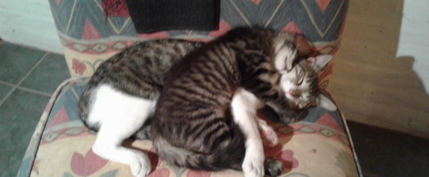 Tres poemas con gatos