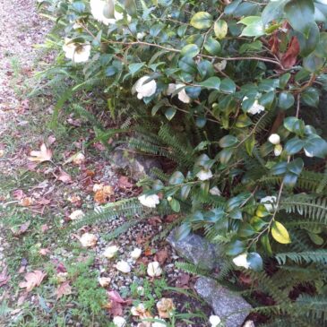 Cuarentena y flores: dos con camelias